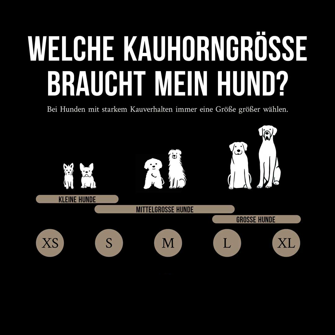 Hundekauhhorn vom Schaf.