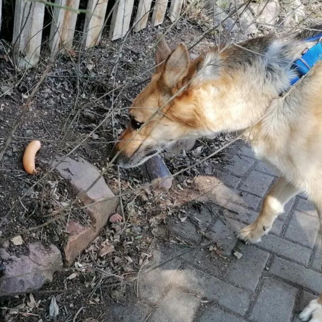 Markus Eisenbeiser - Anti Giftköderkurs Online. Keine Angst mehr vor Vergiftungen
