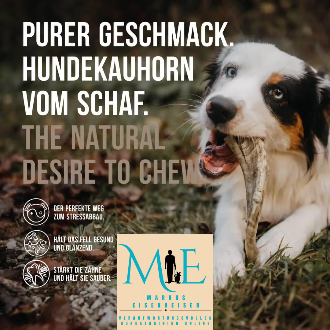 Hundekauhhorn vom Schaf.