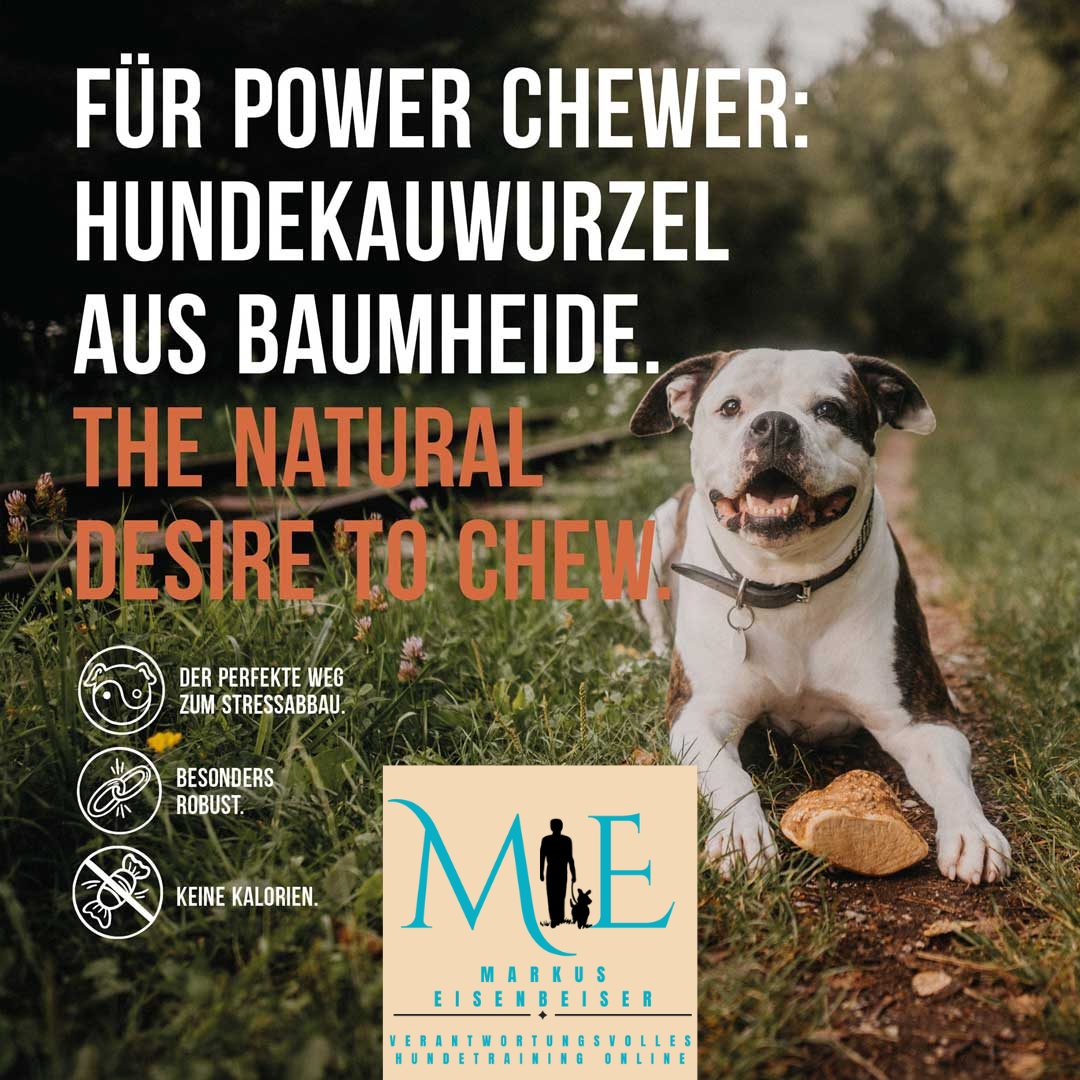 Kauwurzel aus Baumheide Größe
