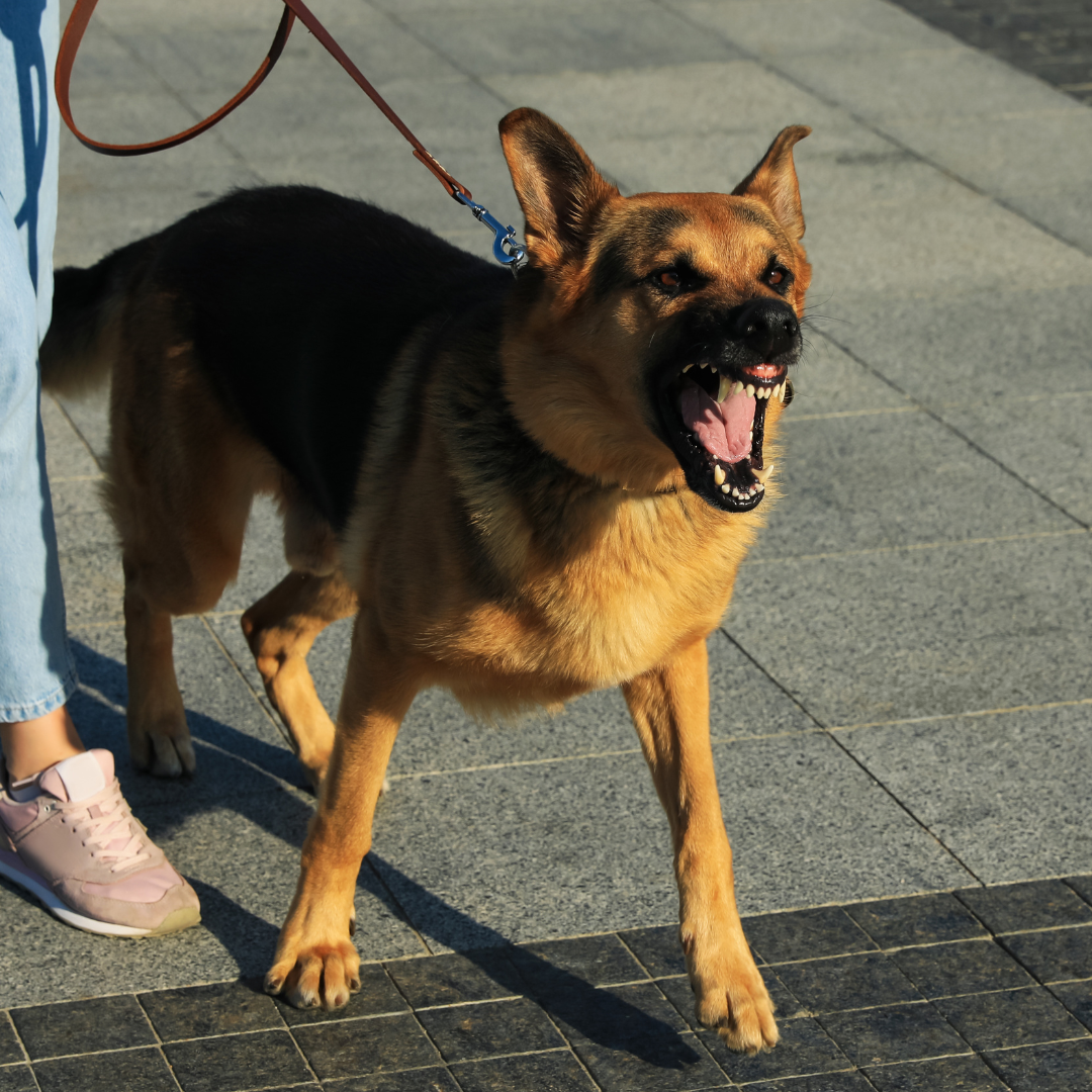 Markus Eisenbeiser - Leinenpöblerkurs. Endlich wieder stressfrei spazieren gehen